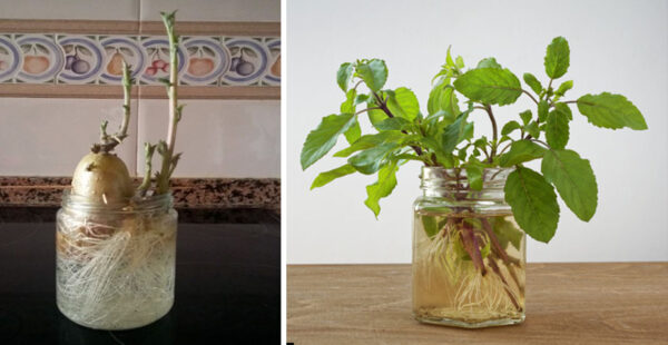 5 plantas para reproducir en casa sin tener la semilla