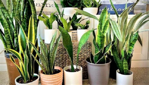 5 plantas que ayudan a purificar el aire de la casa
