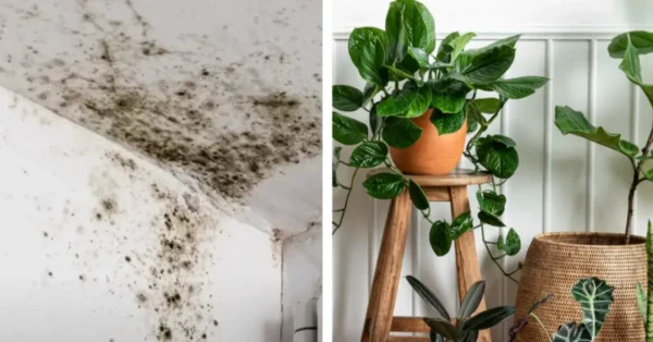 5 plantas que eliminan el moho negro del baño y otros lugares de la casa