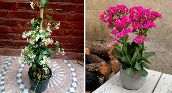 5 plantas que harán a tu hogar más feliz