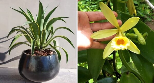 5 plantas que son de origen Mexicano; ¡Orgullo nacional!