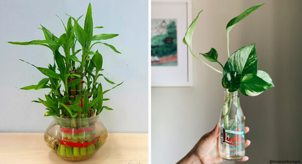 5 plantas que viven en agua para decorar el hogar