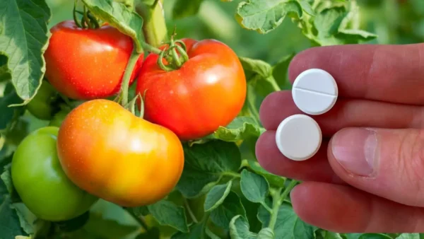 5 razones por las que debemos plantar aspirinas en la huerta