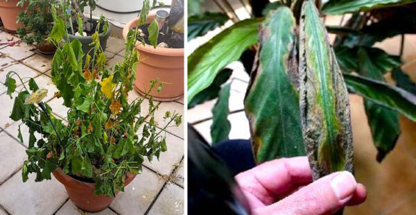 5 señales de que una planta recibe demasiada agua