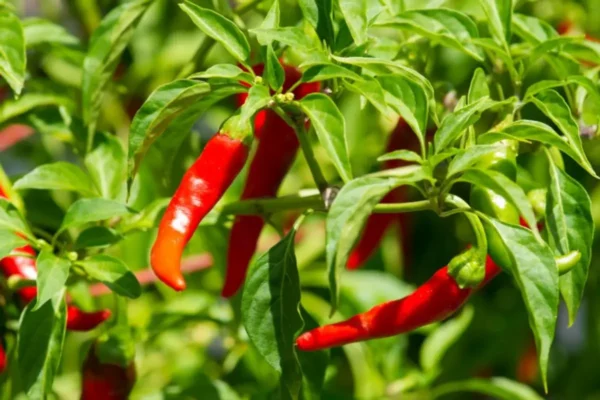 5 secretos para cultivar chiles a partir de semillas