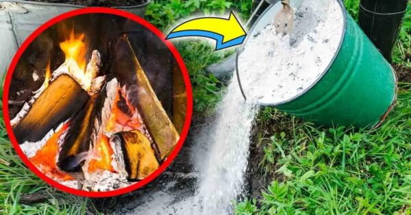 5 usos de la chimenea de cenizas de madera para el hogar y el jardín