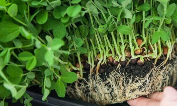 5 vegetales súper tempranos para cultivar en invierno