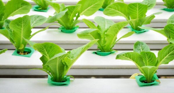 5 verduras que puedes cultivar hidropónicamente