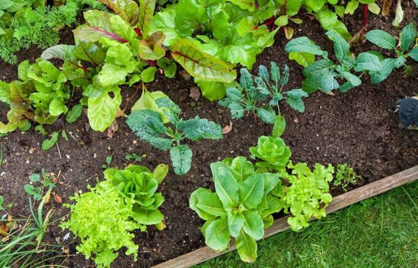 6 consejos de huerto que todo jardinero nuevo necesita saber
