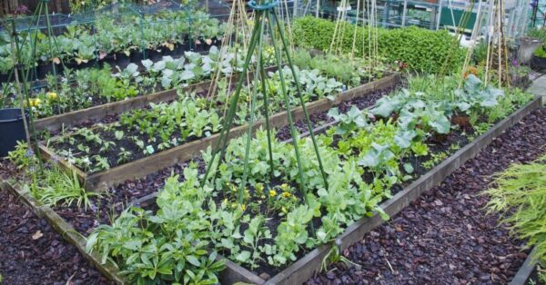 6 consejos para cultivar el huerto ideal