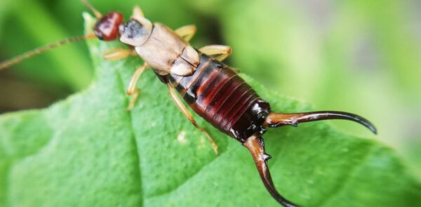 6 consejos para eliminar las tijeretas