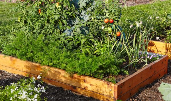 6 consejos para empezar tu primer huerto desde cero