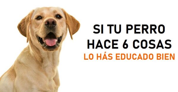 6 cosas que solo hacen los perros que son bien educados