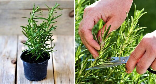 6 cuidados necesarios para que la planta de romero no muera