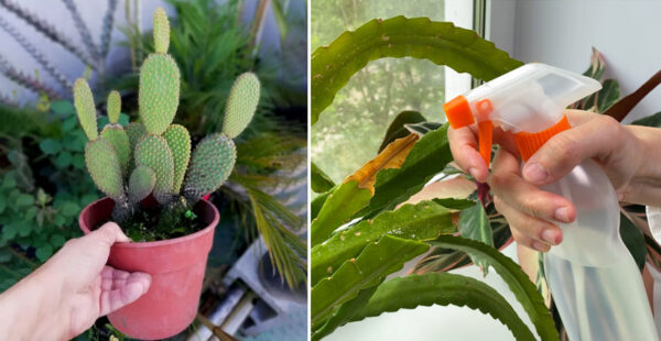 6 cuidados necesarios para que tu CACTUS no muera