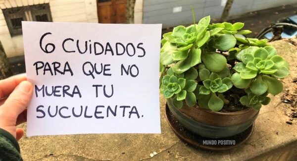 6 cuidados necesarios para que tu suculenta no muera