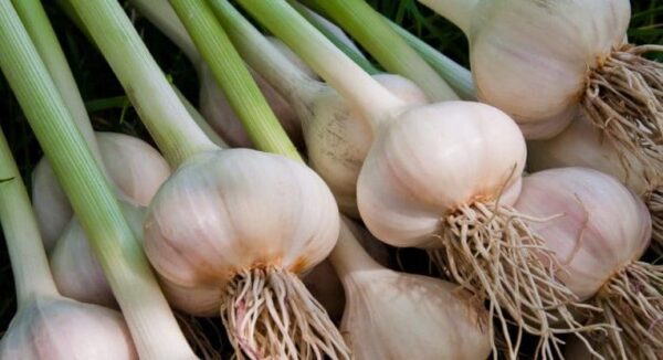 6 cultivos que puedes sembrar en octubre