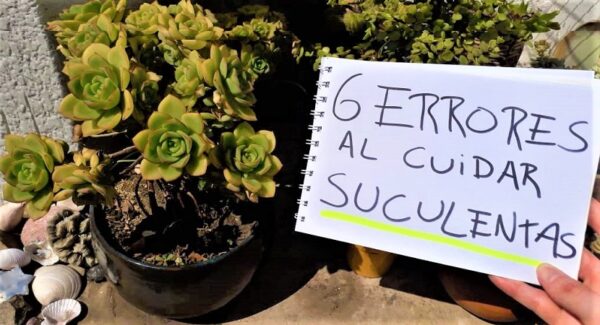 6 errores que hacen que las suculentas se sequen