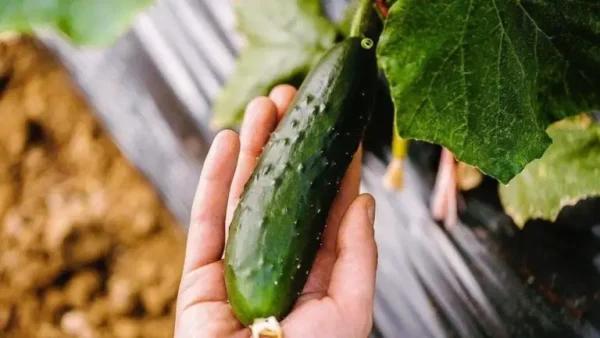 6 errores que se deben evitar al plantar pepinos