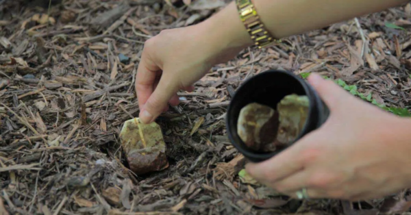 6 formas de usar tus bolsitas de té usadas