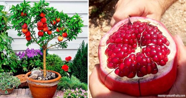 6 frutales que crecen rápido para personas impacientes