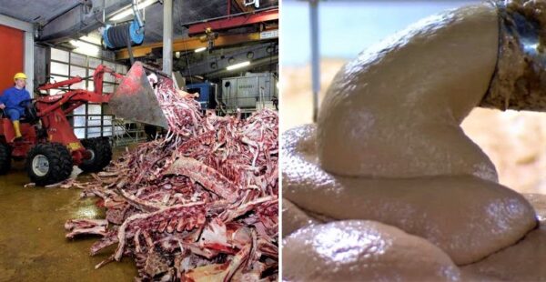 6 ingredientes poco comunes que llevan alimentos que comemos a diario