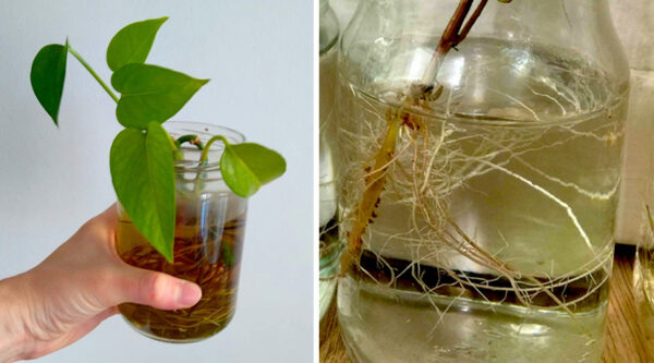 6 plantas aromáticas que puedes cultivar solo con un vaso de agua