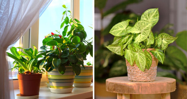 6 plantas bonitas para decorar tu dormitorio y no tener pesadillas