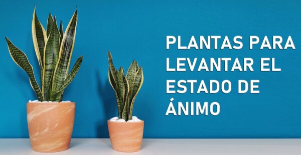 6 plantas de interior para aumentar en animo en el hogar