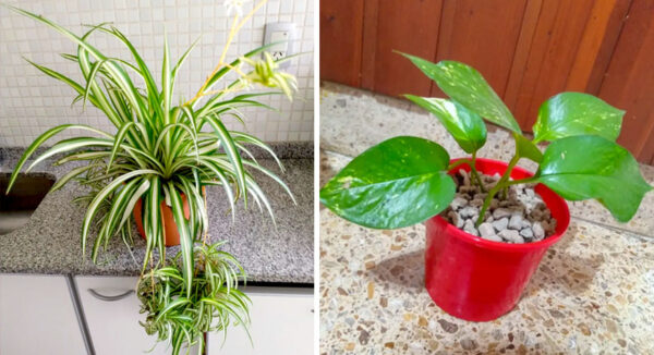 6 plantas de interior que absorben el calor de tu casa