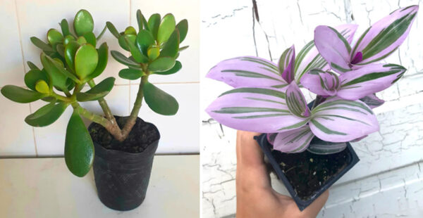 6 plantas de interior que no son toxicas para las mascotas