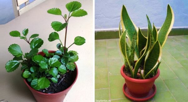 6 plantas de interior que son resistentes y no se secan