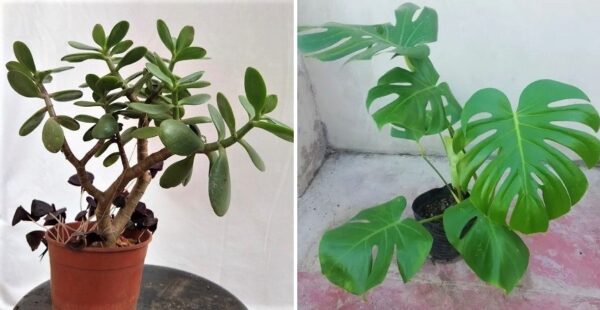 6 plantas para interior que resisten con poca luz
