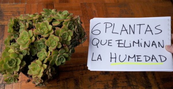 6 plantas que eliminan la humedad de la casa