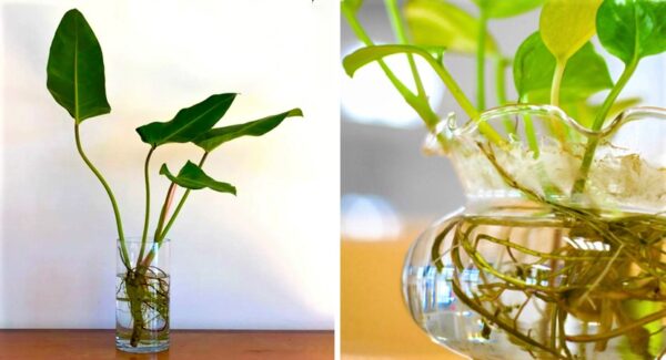 6 plantas que se pueden cultivar en agua