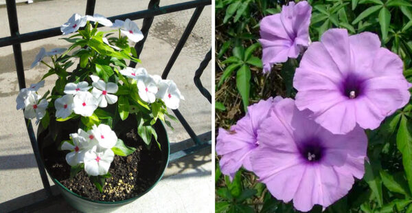 6 plantas que tienen flores durante todos los meses del año