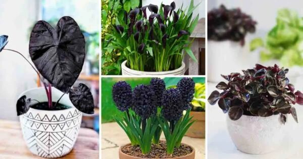 6 plantas y flores negras para realzar tu jardín