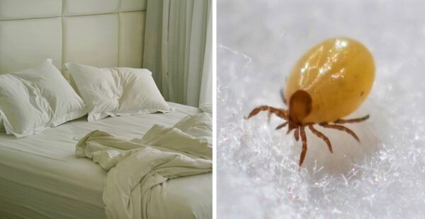 6 trucos caseros para desinfectar tu dormitorio