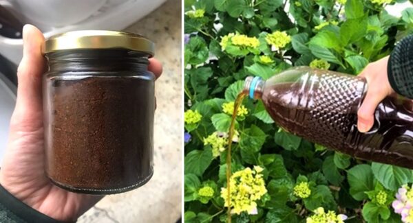 6 usos beneficiosos del CAFÉ en las plantas de tu huerta