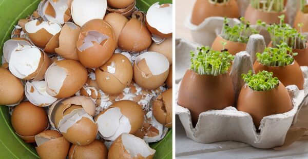 6 usos útiles de la cáscara de huevo