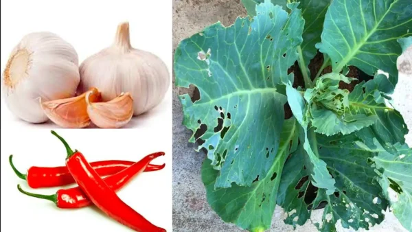 6 verduras y hierbas que puedes cultivar en interiores