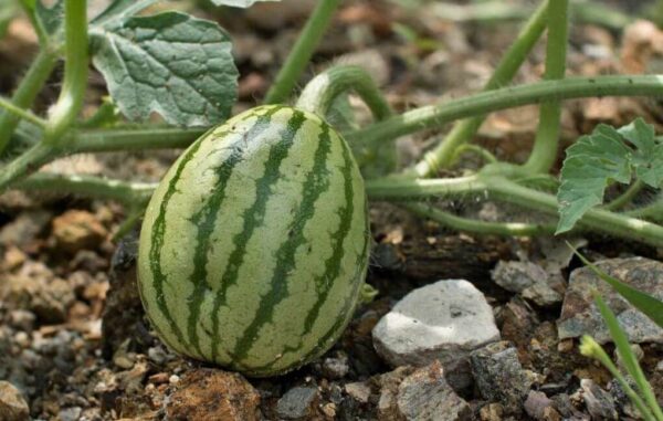 7 consejos esenciales para cultivar sandías