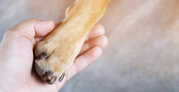 7 consejos para superar la muerte de tu perro