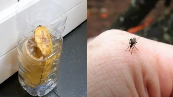 7 consejos rápidos para mantener a los mosquitos alejados de tu casa