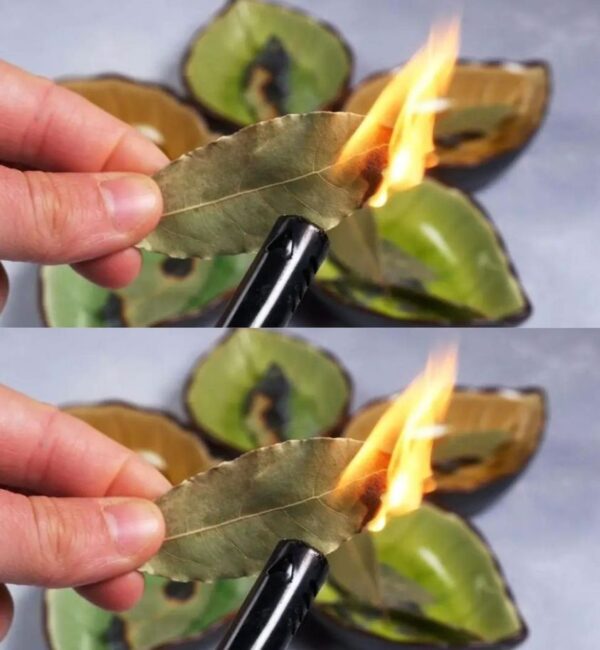 7 cosas que pasan si quemas una hoja de laurel todas las noches en casa