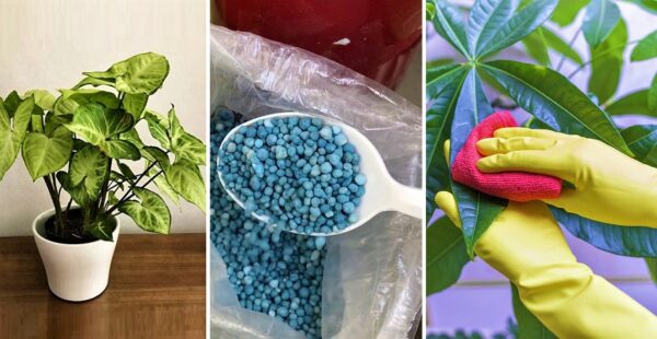 7 cuidados que necesitan tus plantas de interior para no secarse
