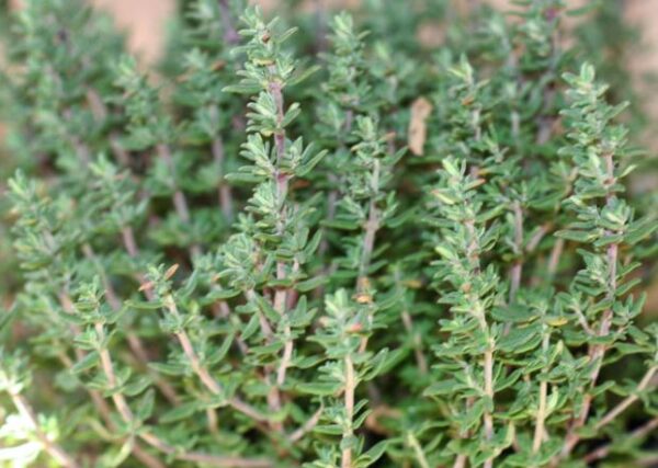 7 hierbas aromáticas para cultivar en invierno