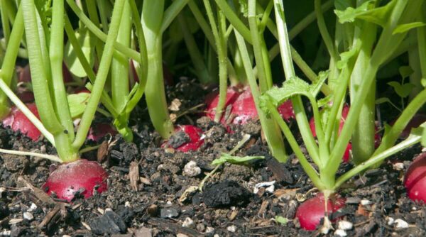 7 hortalizas de invierno para cultivar en diciembre y enero