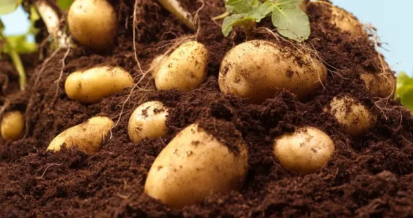 7 métodos de plantación diferentes para cultivar papas