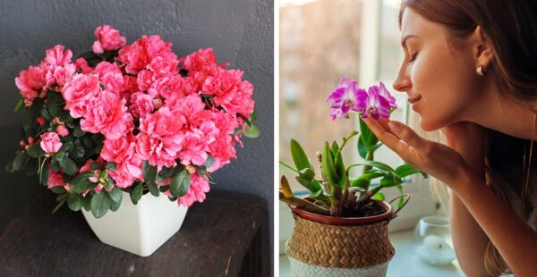 7 plantas que colaboran a que la casa huela bonito y eliminan olores